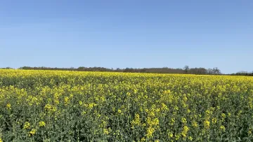 itinéraire colza agroécologie